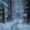 a snowy path winding through a dense winter forest.