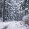 a snowy path winding through a dense winter forest.