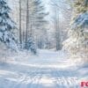 a tranquil forest path blanketed in fresh snow.