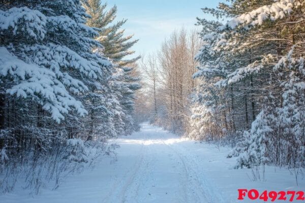 a tranquil forest path blanketed in fresh snow.