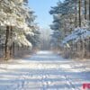 a tranquil forest path blanketed in fresh snow.