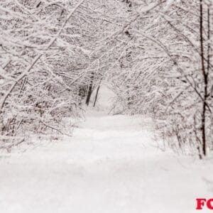 beautiful winter forest with a beaten path