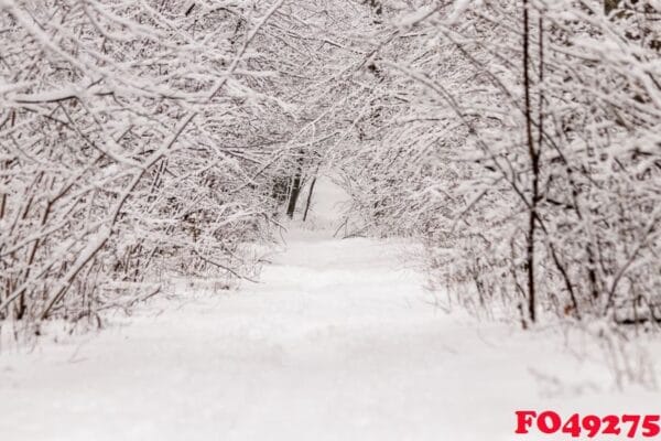 beautiful winter forest with a beaten path