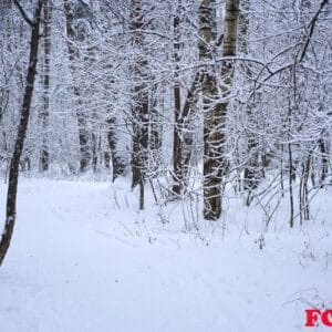 forest trees nature snow forest backgrounds.