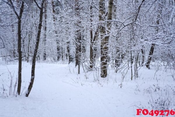 forest trees nature snow forest backgrounds.