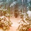 frozen winter forest with snow covered trees.