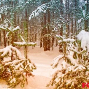 frozen winter forest with snow covered trees.