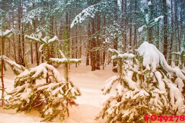 frozen winter forest with snow covered trees.