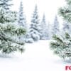 snow covered pine branches in a winter forest