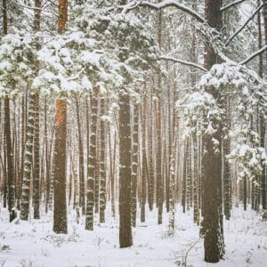 snowfall in a pine forest on a winter cloudy day. pine trunks co