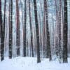 snowfall in a pine forest on a winter cloudy day. pine trunks co