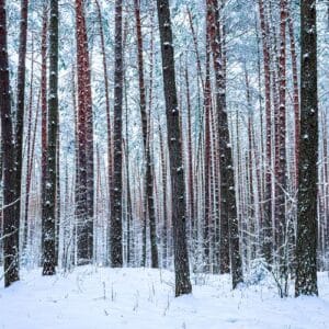 snowfall in a pine forest on a winter cloudy day. pine trunks co