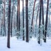 snowfall in a pine forest on a winter cloudy day. pine trunks co