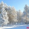 tall pine trees lightly dusted with snow.