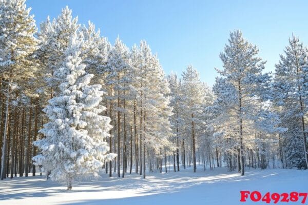 tall pine trees lightly dusted with snow.