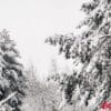 winter forest with snow covered trees in winter.lots of snow on the christmas trees