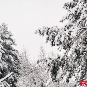 winter forest with snow covered trees in winter.lots of snow on the christmas trees