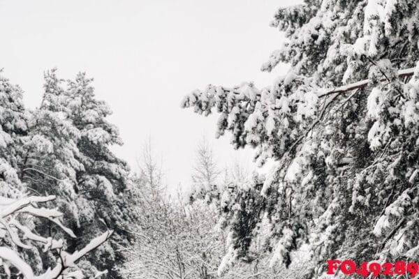 winter forest with snow covered trees in winter.lots of snow on the christmas trees