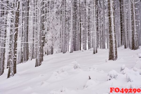 winter forest