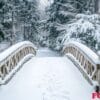 a quaint bridge covered in snow in the middle of a forest.