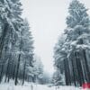 a snowy forest with tall trees and snow background