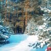 landscape. frozen winter forest with snow covered trees.