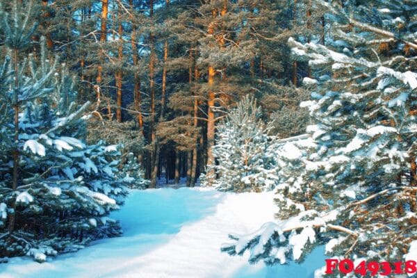 landscape. frozen winter forest with snow covered trees.