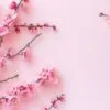 happy women's day concept, pink plum blossom frame on pastel background. flat lay ,top view.