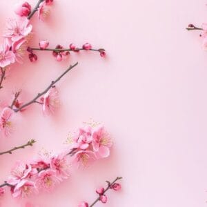 happy women's day concept, pink plum blossom frame on pastel background. flat lay ,top view.