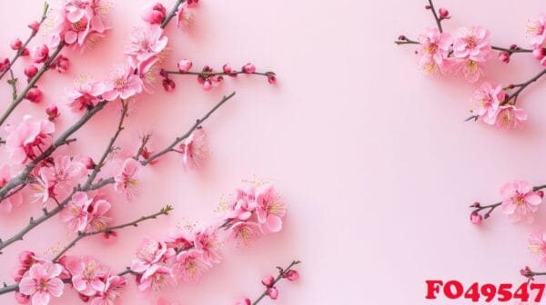 happy women's day concept, pink plum blossom frame on pastel background. flat lay ,top view.