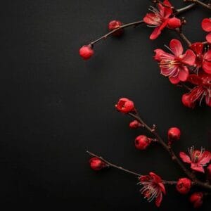 red cherry blossom branch against black backdrop, captured in macro photography